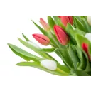 Kytice červených a bílých tulipánů